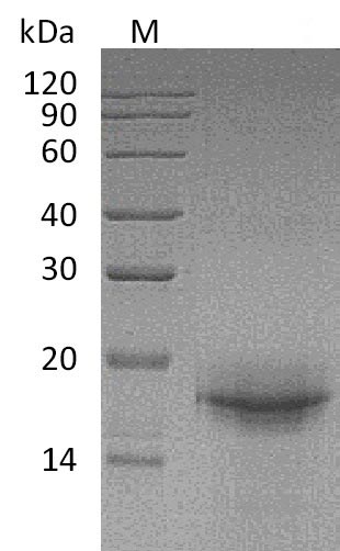 Recombinant Mouse Interleukin-33(Il33),partial (Active)