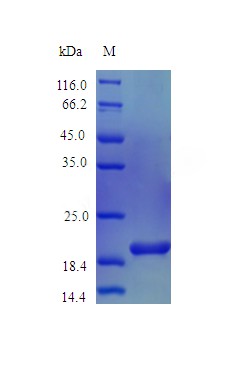 Recombinant Mouse Interleukin-36 beta protein(Il36b) (Active)