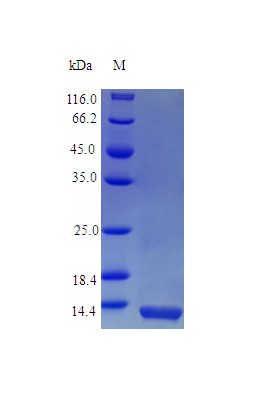 Recombinant Mouse Interleukin-4 protein(Il4) (Active)