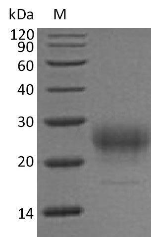 Recombinant Mouse Interleukin-7(Il7) (Active)