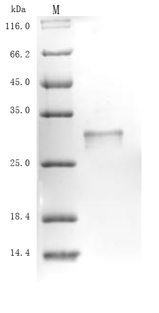 Recombinant Mouse Kallikrein-14(Klk14)