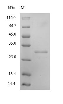 Recombinant Mouse Kallikrein-8(Klk8)