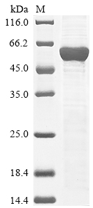 Recombinant Mouse Leucine-rich repeat LGI family member 3(Lgi3)