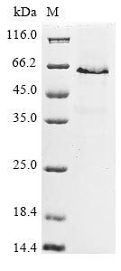 Recombinant Mouse Long-chain-fatty-acid--CoA ligase 4(Acsl4),partial