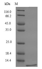 Recombinant Mouse Lymphotactin protein(Xcl1) (Active)