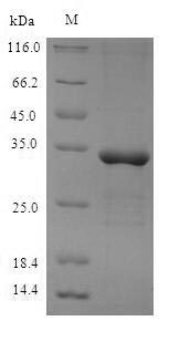 Recombinant Mouse Meteorin-like protein(Metrnl)