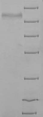 Recombinant Mouse Methylmalonyl-CoA mutase, mitochondrial(Mutc)