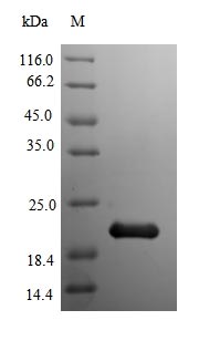 Recombinant Mouse Myoglobin(Mb)