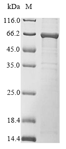 Recombinant Mouse Negative regulator of  reactive oxygen species(Nrros),partial