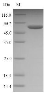 Recombinant Mouse Nucleophosmin(Npm1)