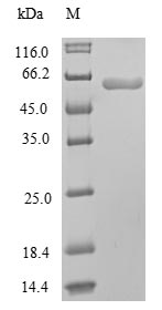 Recombinant Mouse Peroxisome proliferator-activated receptor gamma(Pparg)