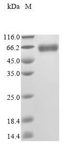 Recombinant Mouse Platelet-activating factor acetylhydrolase(Pla2g7)