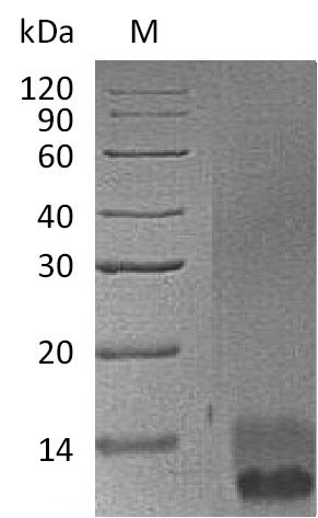 Recombinant Mouse Pro-epidermal growth factor(Egf),partial (Active)