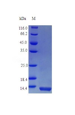 Recombinant Mouse Pro-interleukin-16 [Cleaved into: Interleukin-16 protein(Il16) (Active)