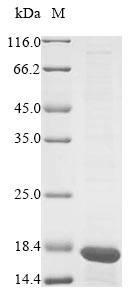 Recombinant Mouse Prohibitin(Phb),partial