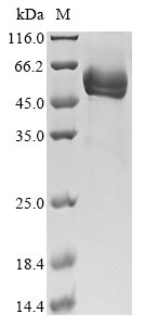 Recombinant Mouse Protein FAM3B(Fam3b)