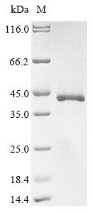 Recombinant Mouse Protein Wnt-2(Wnt2)
