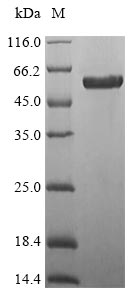 Recombinant Mouse Protein Wnt-7b(Wnt7b)
