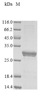 Recombinant Mouse Protein canopy homolog 2(Cnpy2)
