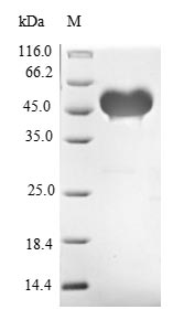 Recombinant Mouse Protein jagged-1(Jag1),partial