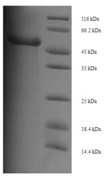 Recombinant Mouse Proto-oncogene Wnt-3(Wnt3)