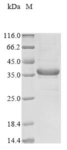 Recombinant Mouse Putative L-aspartate dehydrogenase(Aspdh)