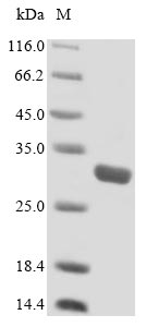 Recombinant Mouse SLAM family member 7(Slamf7),partial