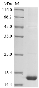 Recombinant Mouse Scrapie-responsive protein 1(Scrg1)