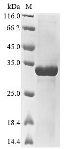 Recombinant Mouse Secreted phosphoprotein 24(Spp2)