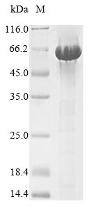 Recombinant Mouse Serine protease inhibitor A3N(Serpina3n)