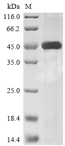 Recombinant Mouse Sialidase-1(Neu1)