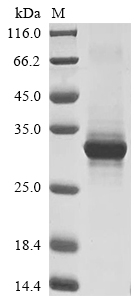 Recombinant Mouse Single-stranded DNA cytosine deaminase(Aicda)