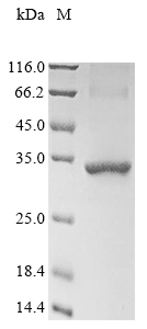 Recombinant Mouse Stanniocalcin-2(Stc2)