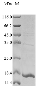 Recombinant Mouse Stefin-1(Stfa1)