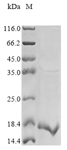 Recombinant Mouse Stefin-2(Stfa2)
