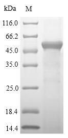 Recombinant Mouse Sulfotransferase 1A1(Sult1a1)