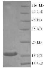 Recombinant Mouse Superoxide dismutase [Cu-Zn](Sod1)