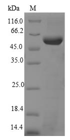 Recombinant Mouse Telomerase reverse transcriptase(Tert),partial