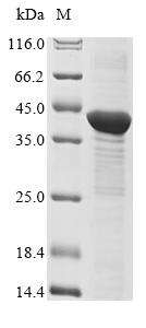 Recombinant Mouse Three-prime repair exonuclease 1(Trex1)