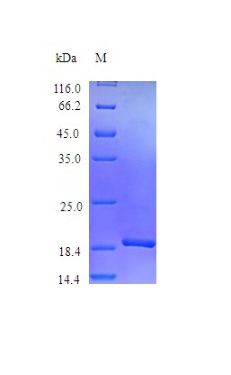 Recombinant Mouse Thrombopoietin protein(Thpo) (Active)