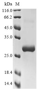 Recombinant Mouse Toll-like receptor 11(Tlr11),partial