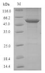 Recombinant Mouse Toll-like receptor 7(Tlr7),partial