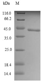 Recombinant Mouse Toll-like receptor 7(Tlr7),partial