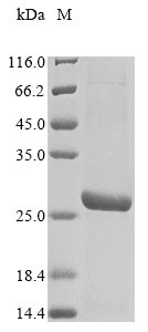 Recombinant Mouse Transcriptional enhancer factor TEF-3(Tead4),partial