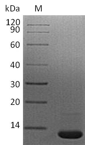 Recombinant Mouse Transforming growth factor beta-1 proprotein(Tgfb1),partial (Active)