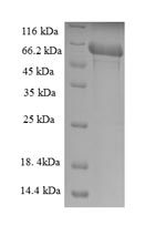 Recombinant Mouse Transmembrane protease serine 4(Tmprss4),partial