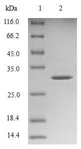 Recombinant Mouse Transthyretin(Ttr)