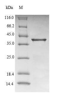 Recombinant Mouse Transthyretin(Ttr),partial