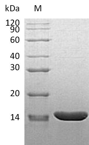 Recombinant Mouse Tumor necrosis factor(Tnf),partial (Active)