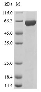 Recombinant Mouse Tyrosine-protein kinase Lyn(Lyn)